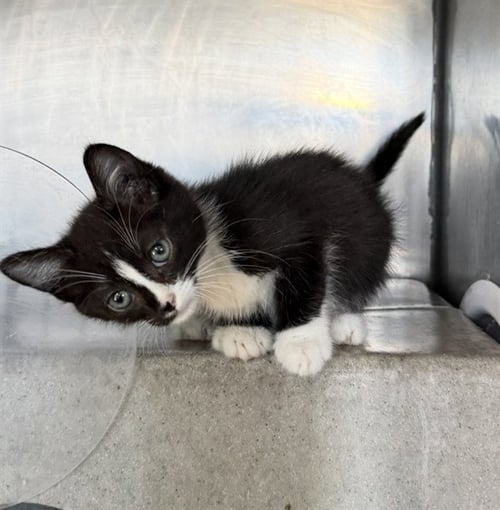 PUDDLES - Domestic Short Hair available for adoption