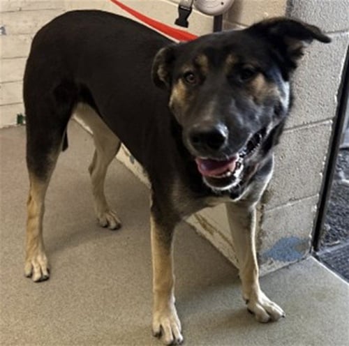 VALENTINA - German Shepherd Dog available for adoption