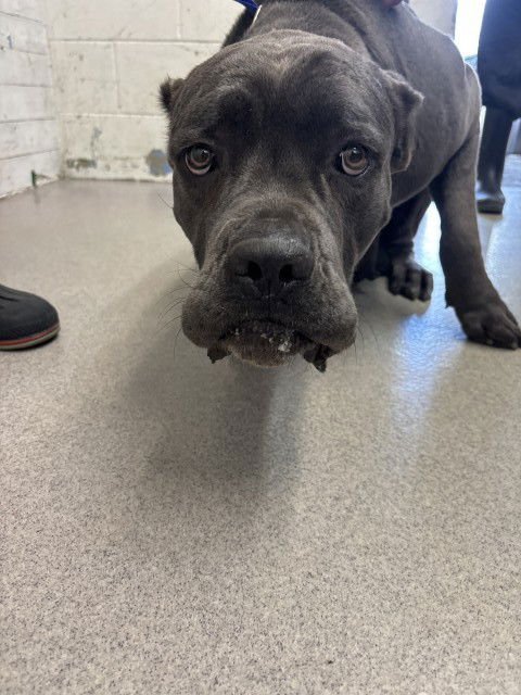 COOKIE - Cane Corso Mastiff available for adoption