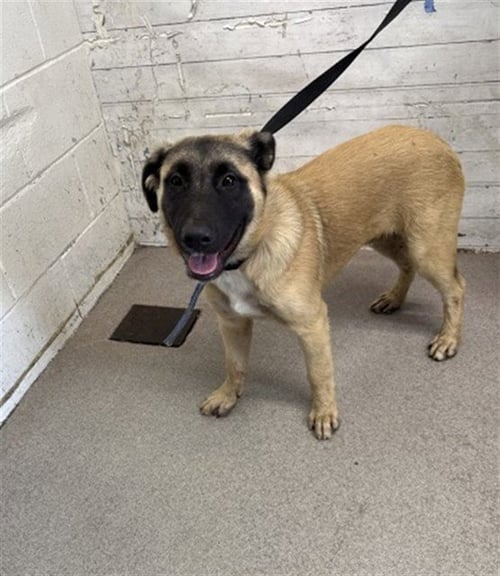 CHESS - German Shepherd Dog available for adoption