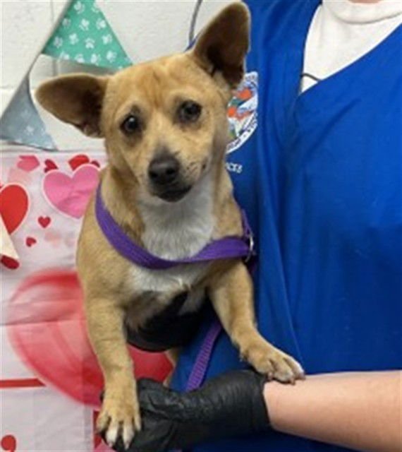 TOMMY - Chihuahua available for adoption