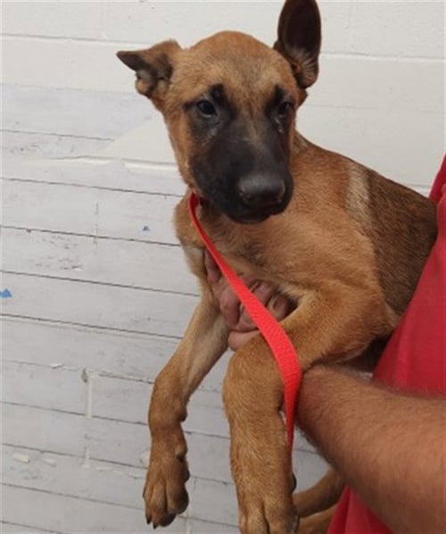GARY - Belgian Shepherd Malinois available for adoption