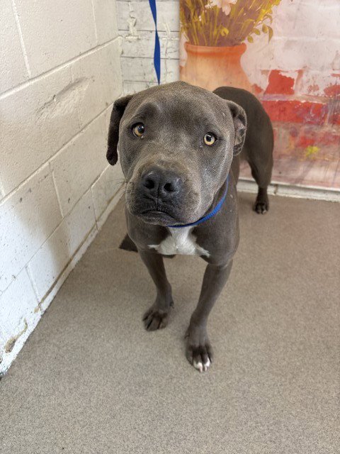 MCDREAMY - Pit Bull Terrier available for adoption