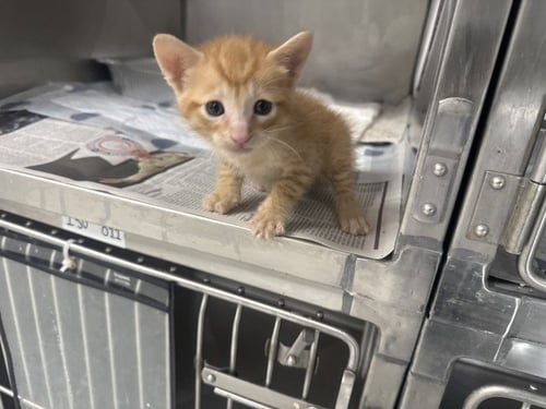 AIDEN - Domestic Short Hair available for adoption