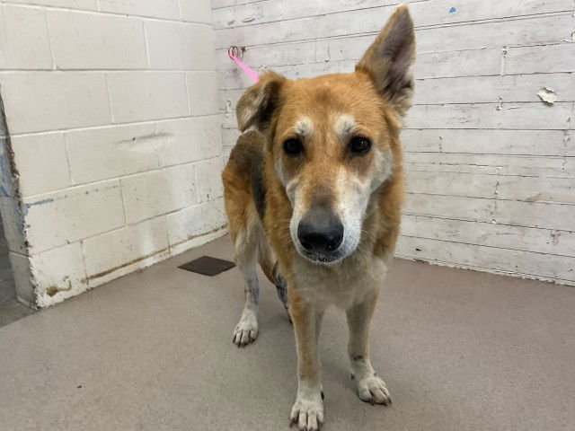 PANDORA - German Shepherd Dog available for adoption