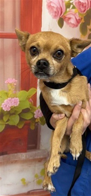 FRITO - Chihuahua / Pug available for adoption