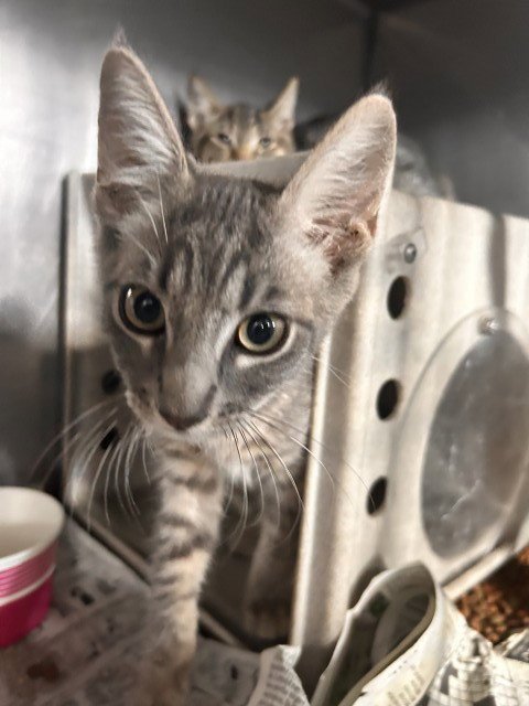MARTIN - Domestic Short Hair available for adoption
