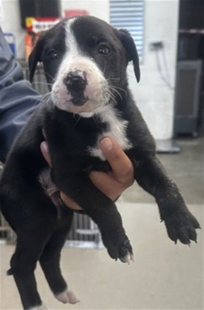 CHARISMA - Pit Bull Terrier available for adoption