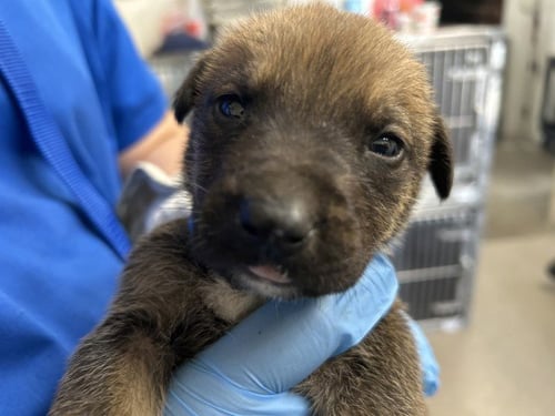 CHIPLET - Pit Bull Terrier available for adoption