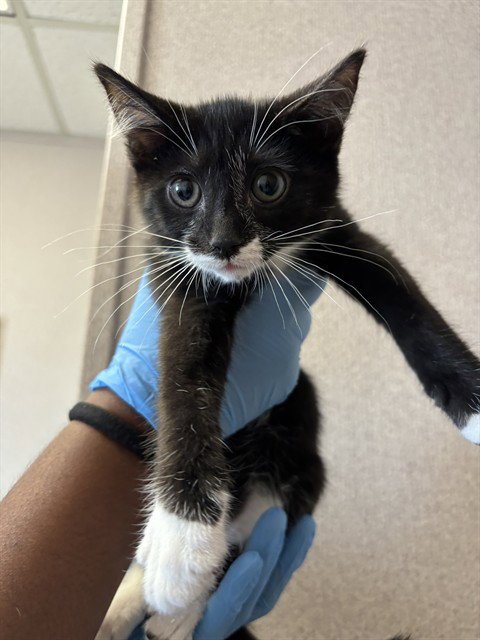A592274 - Domestic Short Hair available for adoption