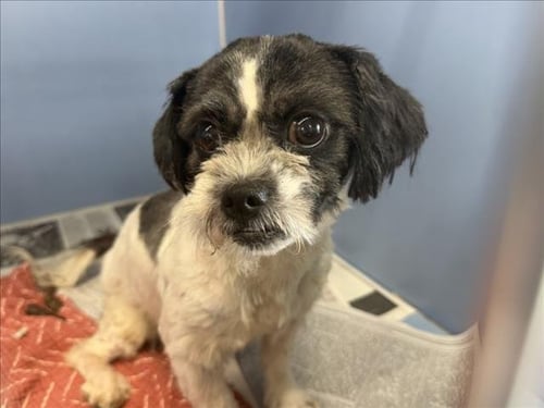 SADIE - Shih Tzu available for adoption