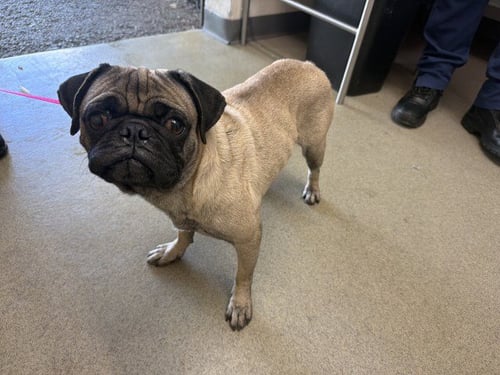 PUGSWORTH - Pug available for adoption