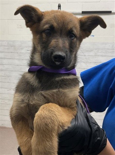 SHILOH - German Shepherd Dog available for adoption