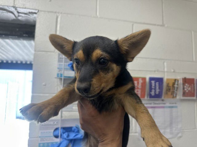 DIEGO - German Shepherd Dog available for adoption