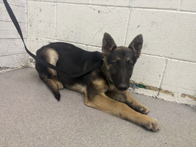 ASHER - German Shepherd Dog available for adoption