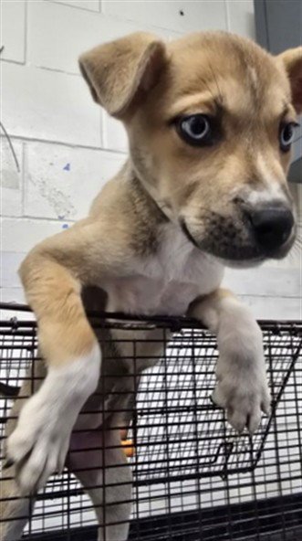 BINGO - Siberian Husky available for adoption