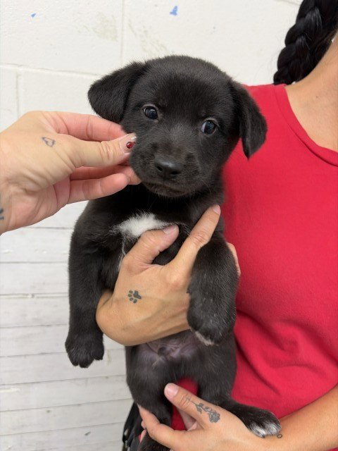 TEENIE - German Shepherd Dog / Labrador Retriever available for adoption