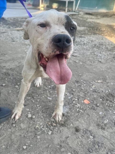 DEX - Pit Bull Terrier available for adoption