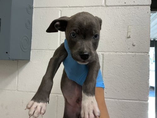 BONGO - Pit Bull Terrier available for adoption