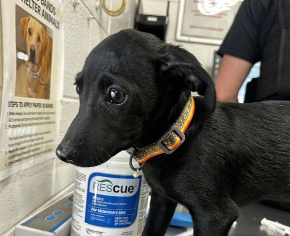 SMOKE - Chihuahua available for adoption