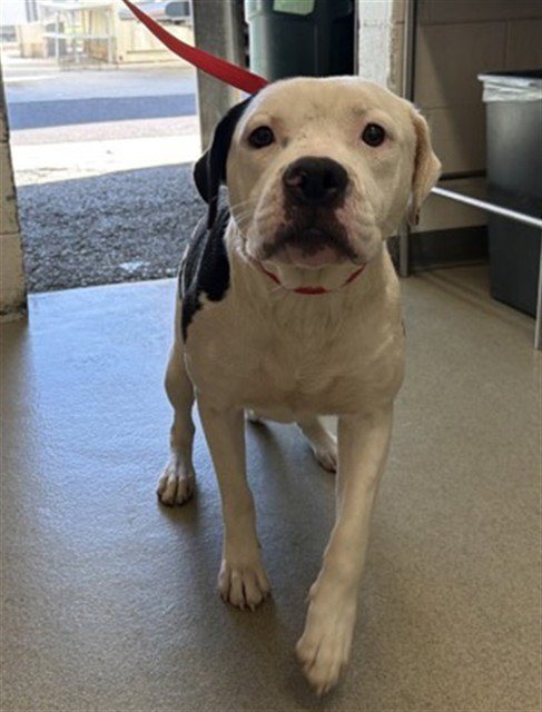 PIXIE - American Bulldog / Pit Bull Terrier available for adoption