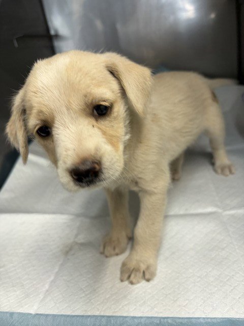 LADY - Pit Bull Terrier available for adoption