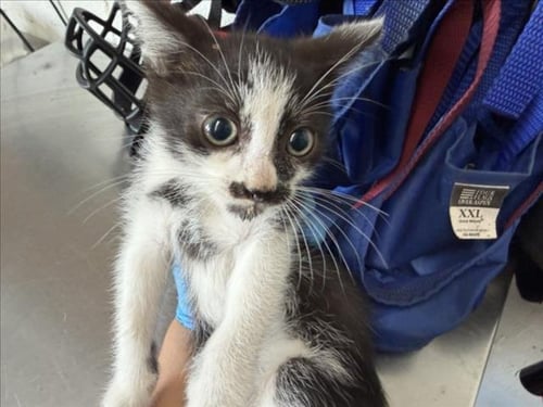 BACON - Domestic Short Hair available for adoption