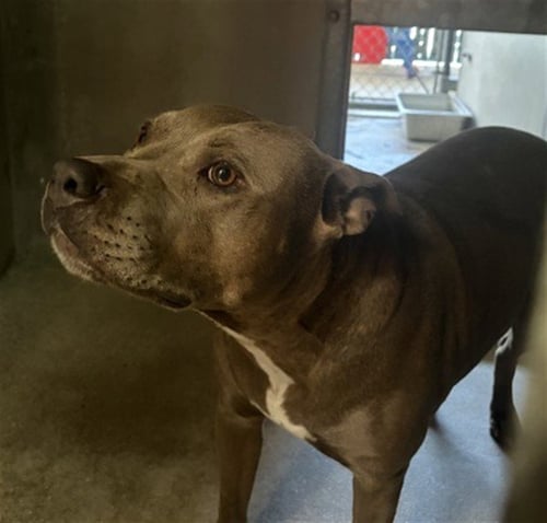 ROXANNE - Pit Bull Terrier available for adoption