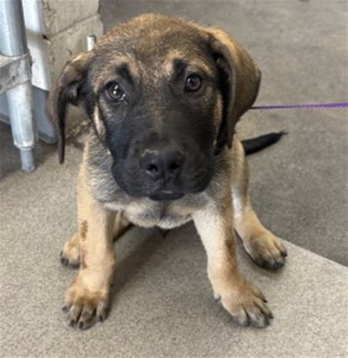 RUCCI - Pit Bull Terrier available for adoption