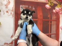 MEREDITH - Photo 1
