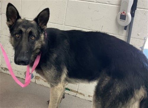 FIG - German Shepherd Dog available for adoption