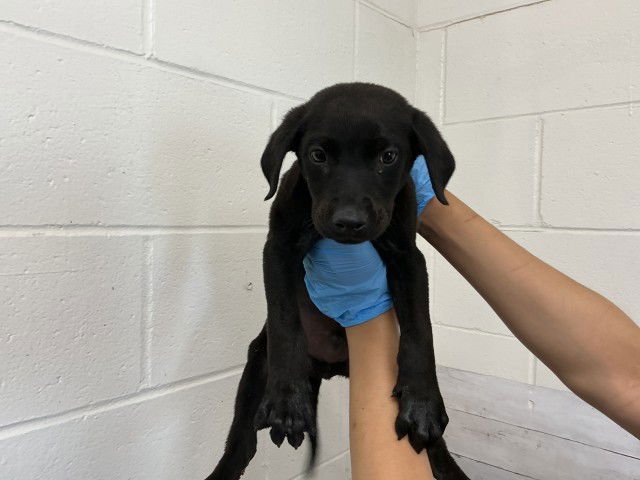 BUDDY III - Labrador Retriever available for adoption
