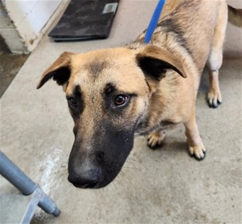 MR PICKLES - German Shepherd Dog available for adoption
