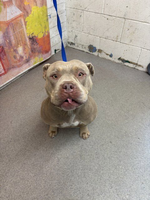 DARCY - American Pit Bull Terrier available for adoption