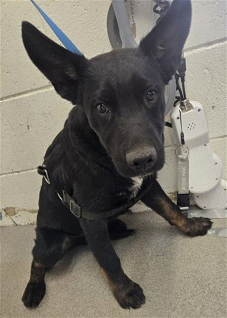 VISION - German Shepherd Dog / Belgian Shepherd Malinois available for adoption