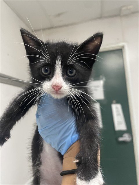 SYLVESTER - Domestic Short Hair for adoption in San Bernardino
