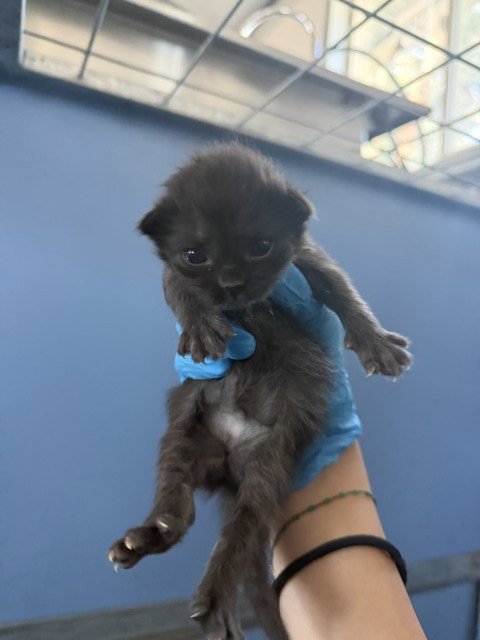 JOSHUA - Domestic Short Hair available for adoption