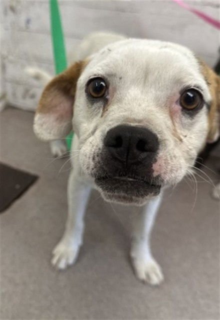 DELILAH - Terrier available for adoption