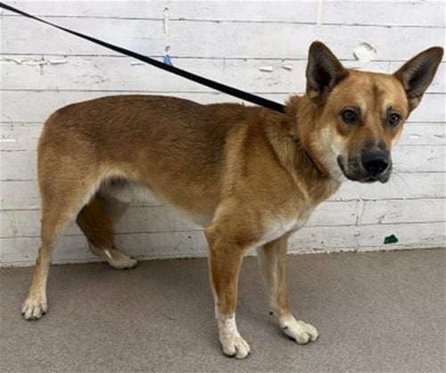 CHRIS - German Shepherd Dog / Akita available for adoption