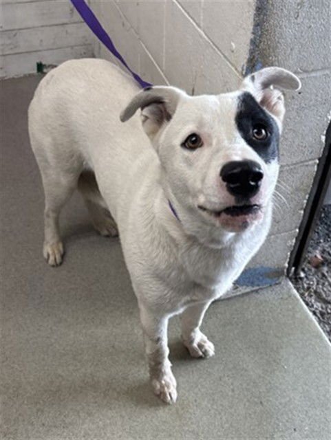 JIMMIE - Australian Cattle Dog/Blue Heeler available for adoption