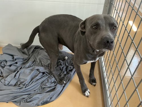 OLLIE BLUE - Pit Bull Terrier available for adoption