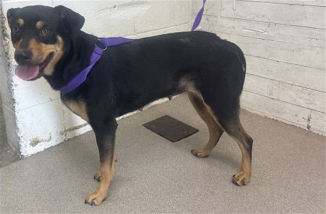 DIAMOND - Doberman Pinscher / Rottweiler available for adoption
