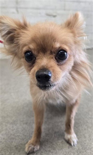 APPLE - Pomeranian / Chihuahua available for adoption