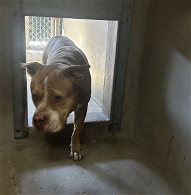 ROCKY - Staffordshire Bull Terrier available for adoption