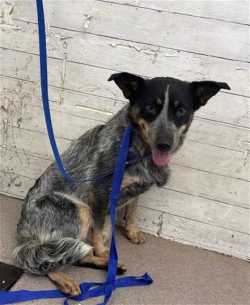 MADISON - Queensland Heeler available for adoption
