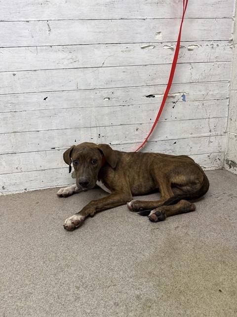 NELLIE - Pit Bull Terrier available for adoption