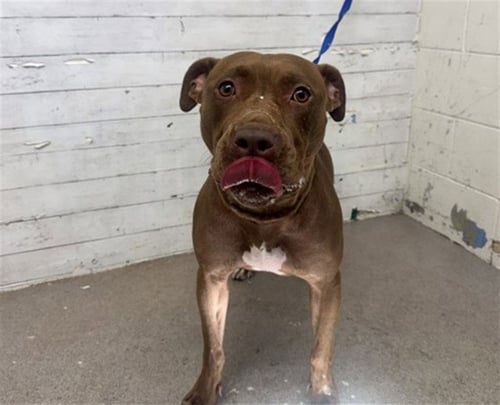 MIA - Pit Bull Terrier available for adoption