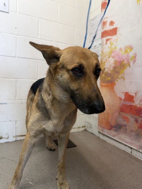 PEONY - German Shepherd Dog available for adoption