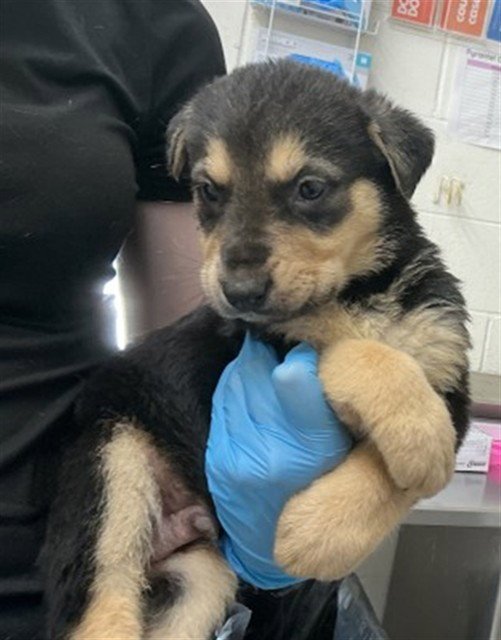 A589966 - Dutch Shepherd available for adoption