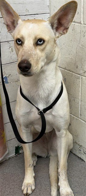 WINSTON - Siberian Husky / German Shepherd Dog available for adoption